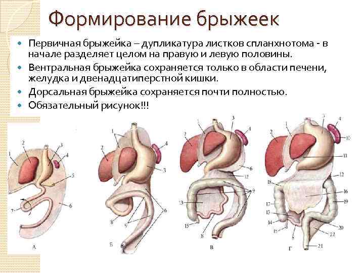 Формирование брыжеек Первичная брыжейка – дупликатура листков спланхнотома - в начале разделяет целом на