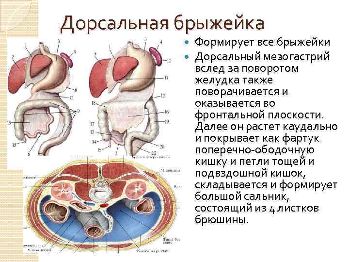 Дорсальная брыжейка Формирует все брыжейки Дорсальный мезогастрий вслед за поворотом желудка также поворачивается и