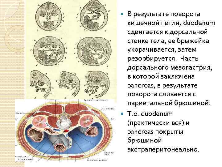 В результате поворота кишечной петли, duodenum сдвигается к дорсальной стенке тела, ее брыжейка укорачивается,