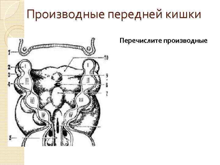 Производные передней кишки Перечислите производные 