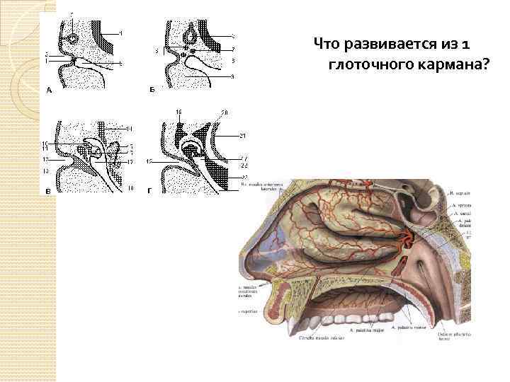 Что развивается из 1 глоточного кармана? 