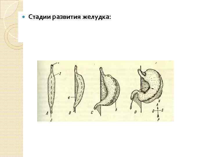 На рисунке изображены стрекозы в разный период онтогенеза