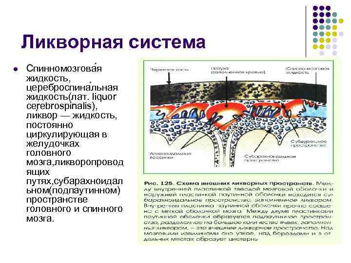 Жидкость в пространстве. Ликворная система головного мозга схема. Ликворная система головного мозга топография. Строение ликворных путей. Ликворная система мозга топографическая анатомия.