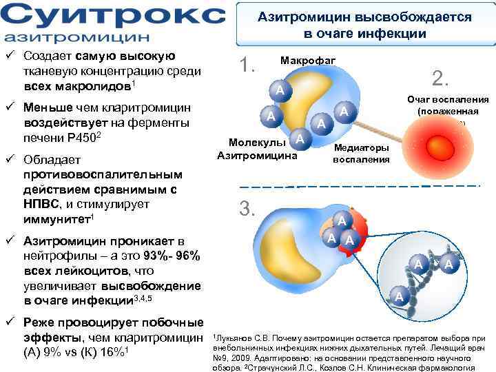 Азитромицин высвобождается в очаге инфекции ü Создает самую высокую тканевую концентрацию среди всех макролидов