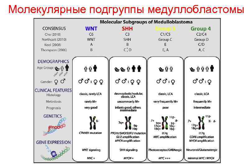 Молекулярные подгруппы медуллобластомы 