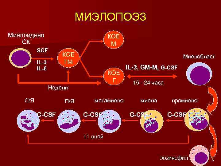 МИЭЛОПОЭЗ Миелоидная СК КОЕ M SCF КОЕ ГM IL-3 IL-6 Миелобласт КОЕ Г Недели