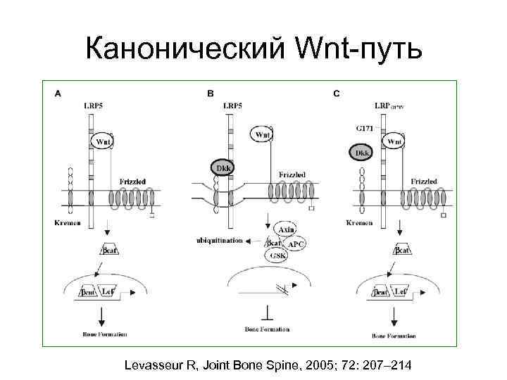 Канонический Wnt-путь Levasseur R, Joint Bone Spine, 2005; 72: 207– 214 