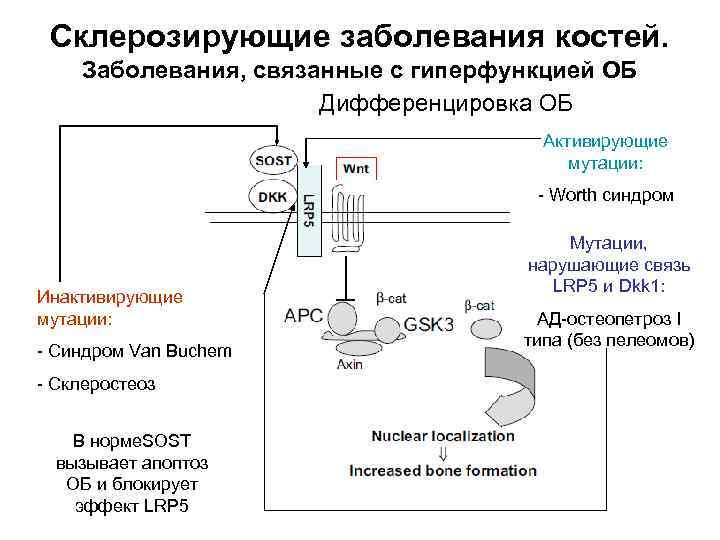 Склерозирующие заболевания костей. Заболевания, связанные с гиперфункцией ОБ Дифференцировка ОБ Активирующие мутации: - Worth