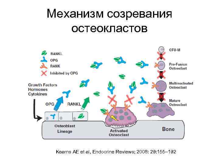 Механизм созревания остеокластов Kearns AE et al, Endocrine Reviews; 2008: 29: 155– 192 