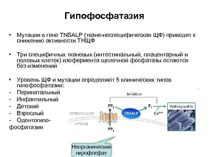 Гипофосфатазия • Мутация в гене TNSALP (ткане-неспецифическая ЩФ) приводят к снижению активности ТНЩФ •