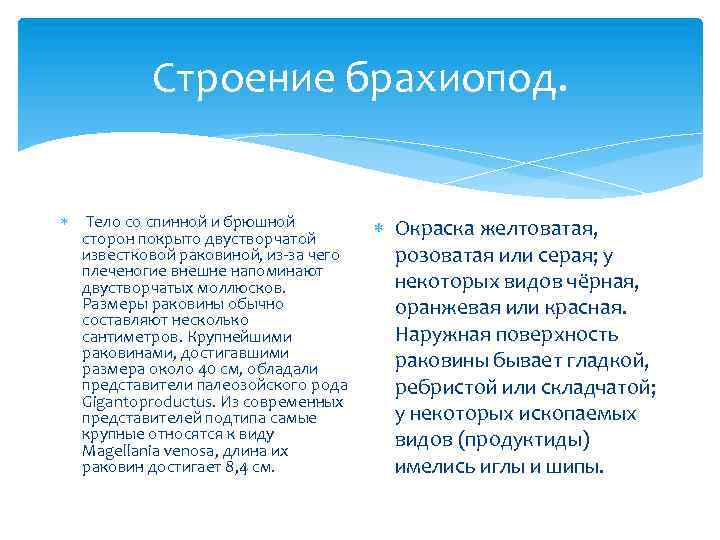 Строение брахиопод. Тело со спинной и брюшной сторон покрыто двустворчатой известковой раковиной, из-за чего