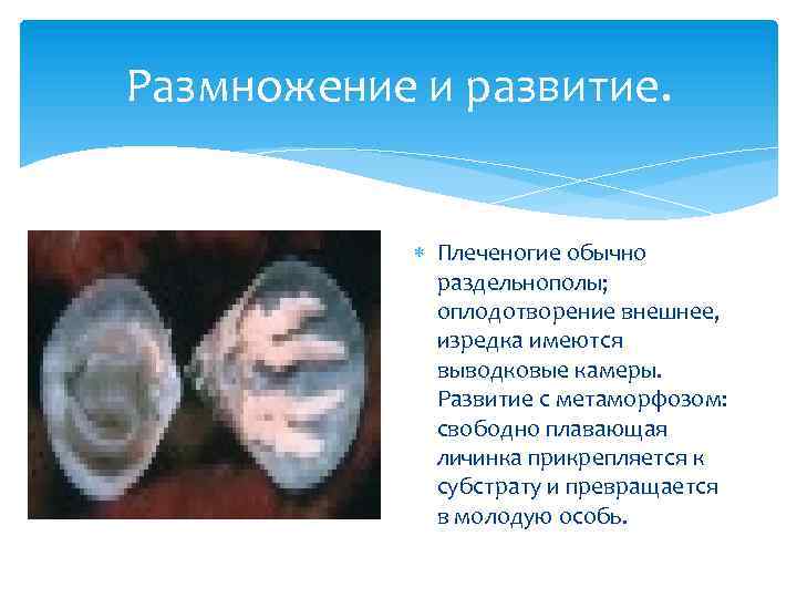 Размножение и развитие. Плеченогие обычно раздельнополы; оплодотворение внешнее, изредка имеются выводковые камеры. Развитие с