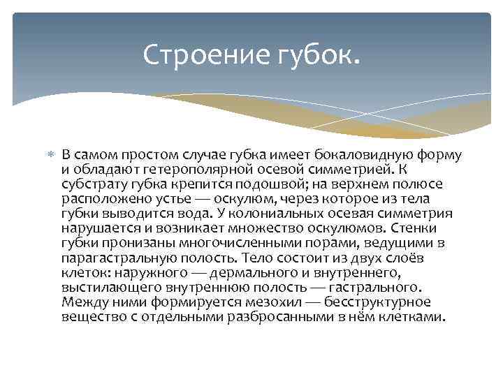 Строение губок. В самом простом случае губка имеет бокаловидную форму и обладают гетерополярной осевой