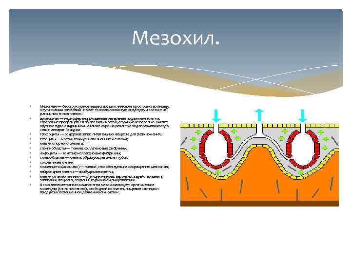 Мезохил. Мезоглея — бесструктурное вещество, заполняющее пространство между жгутиковыми камерами. Имеет тонковолокнистую структуру и
