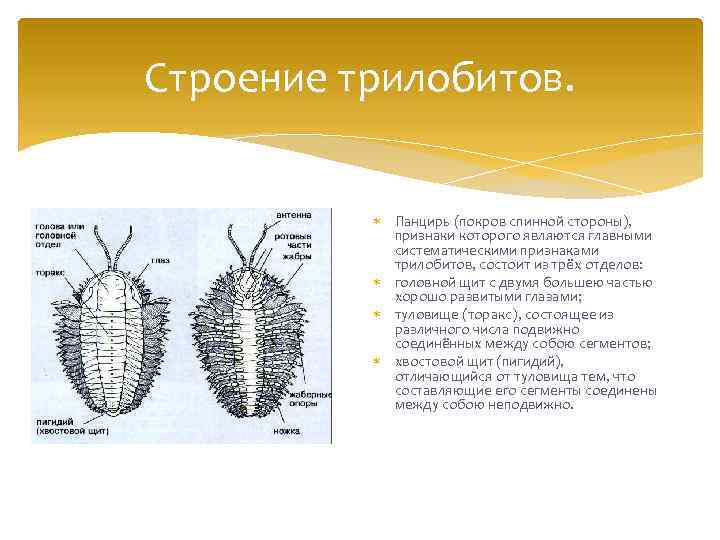 Строение трилобитов. Панцирь (покров спинной стороны), признаки которого являются главными систематическими признаками трилобитов, состоит