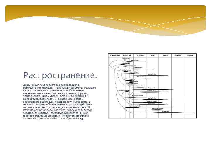 Распространение. Древнейшая группа Olenidae преобладает в кембрийском периоде — она характеризуется большим числом сегментов