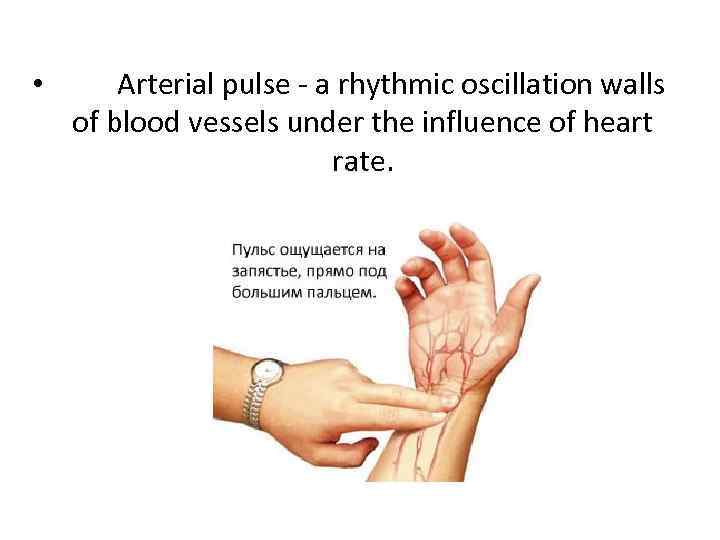  • Arterial pulse - a rhythmic oscillation walls of blood vessels under the