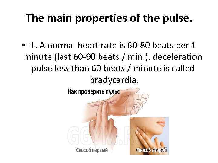 The main properties of the pulse. • 1. A normal heart rate is 60