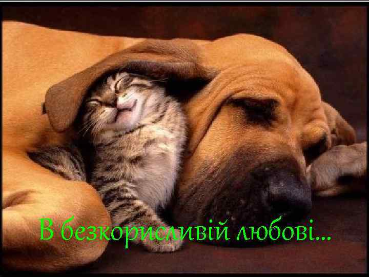 В безкорисливій любові… 