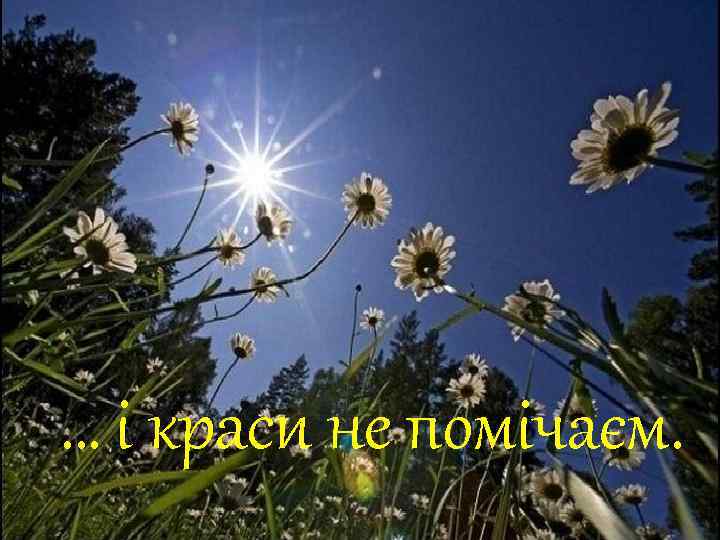 … і краси не помічаєм. 