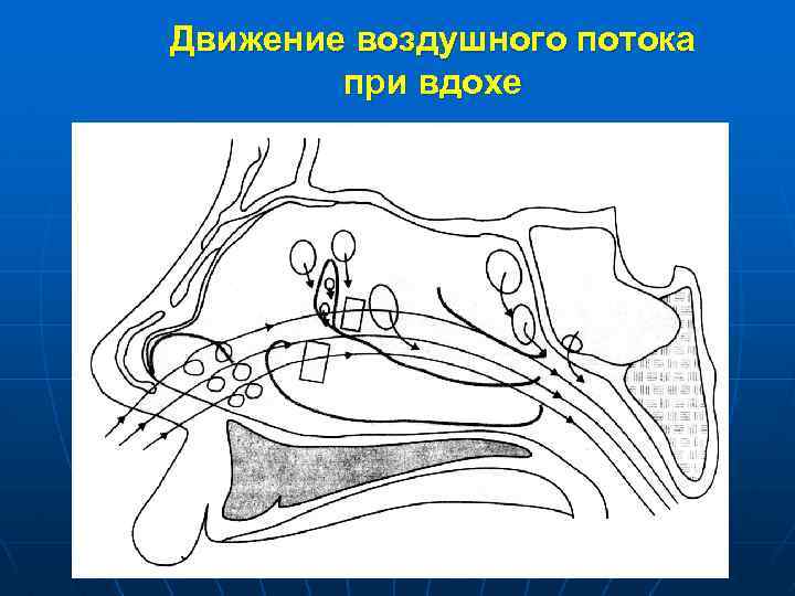 Движение воздушного потока при вдохе 