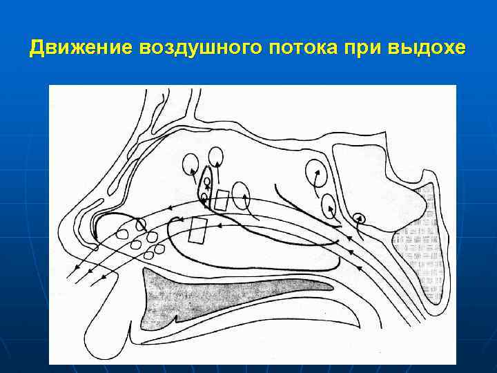 Движение воздушного потока при выдохе 