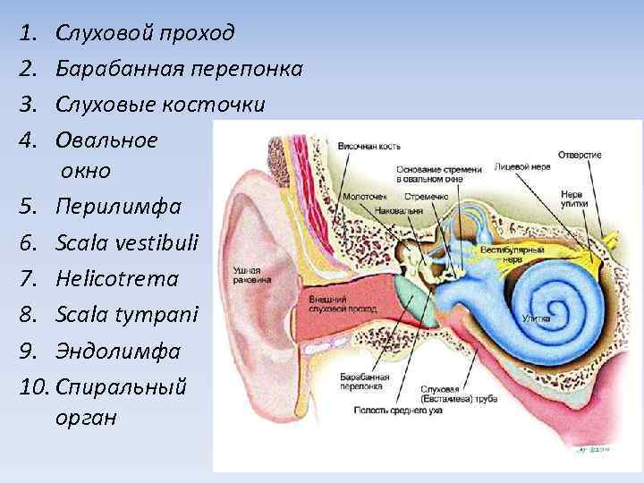 Строение ушной мембраны. Строение наружного уха барабанная перепонка. Барабанная перепонка и слуховые косточки. Барабанная перепонка овальное окошко
