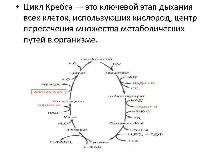  • Цикл Кребса — это ключевой этап дыхания всех клеток, использующих кислород, центр