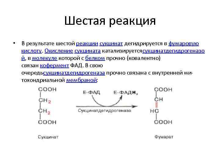 Шестая реакция • В результате шестой реакции сукцинат дегидрируется в фумаровую кислоту. Окисление сукцината