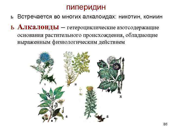 пиперидин ь Встречается во многих алкалоидах: никотин, кониин ь Алкалоиды – гетероциклические азотсодержащие основания
