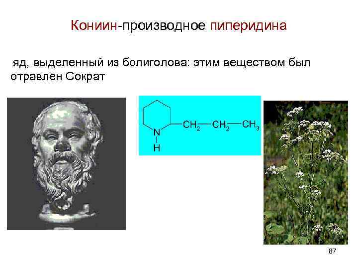 Кониин-производное пиперидина яд, выделенный из болиголова: этим веществом был отравлен Сократ 87 
