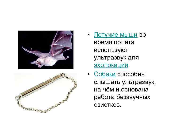  • Летучие мыши во время полёта используют ультразвук для эхолокации. • Собаки способны