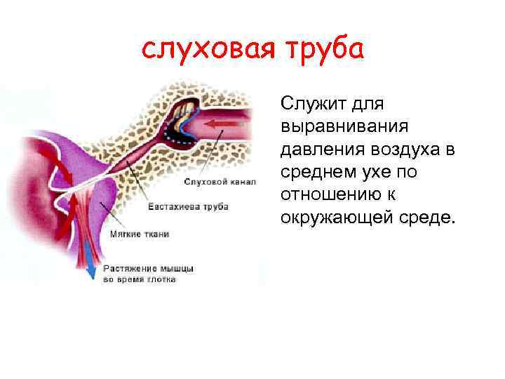 слуховая труба Служит для выравнивания давления воздуха в среднем ухе по отношению к окружающей