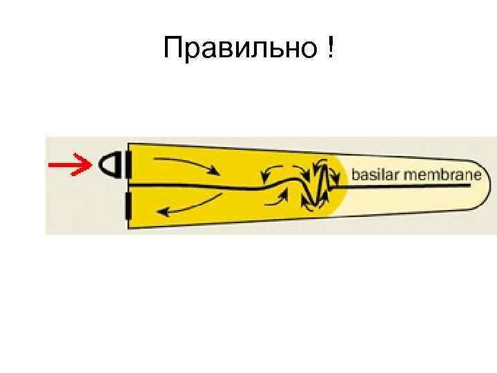 Правильно ! 