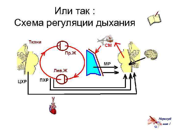 Схема акта дыхания