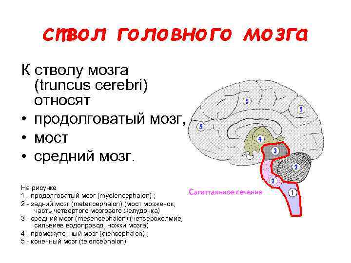 ствол головного мозга К стволу мозга (truncus cerebri) относят • продолговатый мозг, • мост