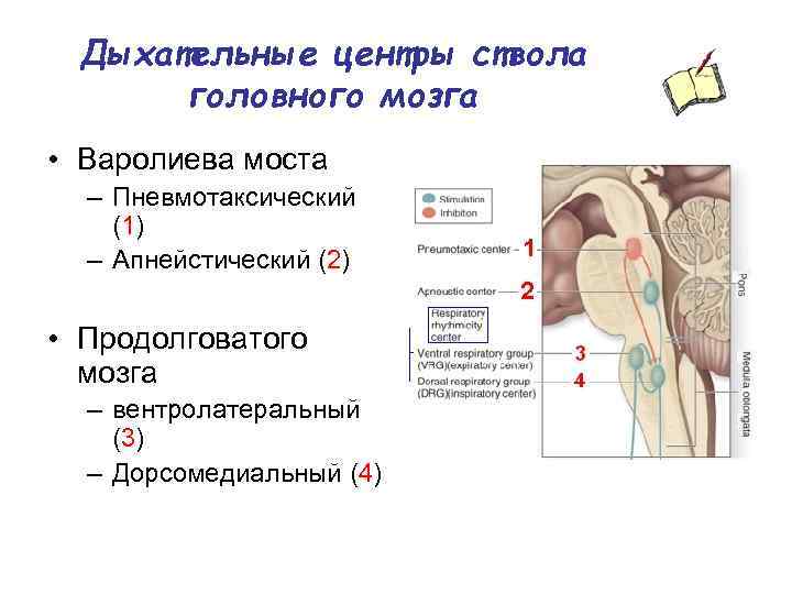 Дыхательные центры ствола головного мозга • Варолиева моста – Пневмотаксический (1) – Апнейстический (2)