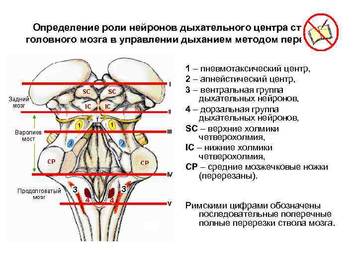 Определение роли нейронов дыхательного центра ствола головного мозга в управлении дыханием методом перерезки 1