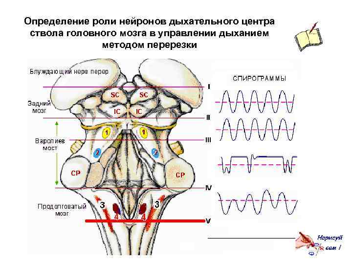 Определение роли нейронов дыхательного центра ствола головного мозга в управлении дыханием методом перерезки 