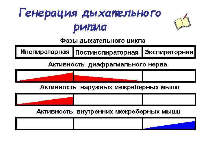 Генерация дыхательного ритма 