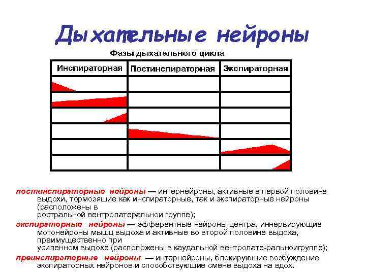 Дыхательные нейроны постинспираторные нейроны — интернейроны, активные в первой половине выдохи, тормозящие как инспираторные,