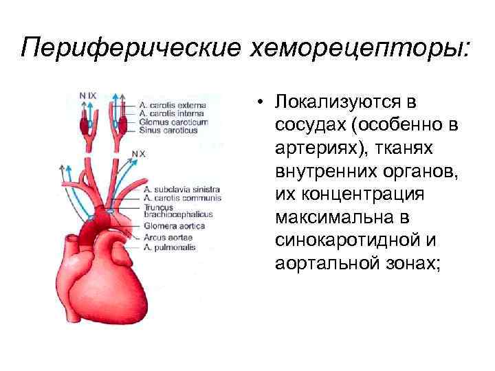 Рефлекс с хеморецепторов аорты