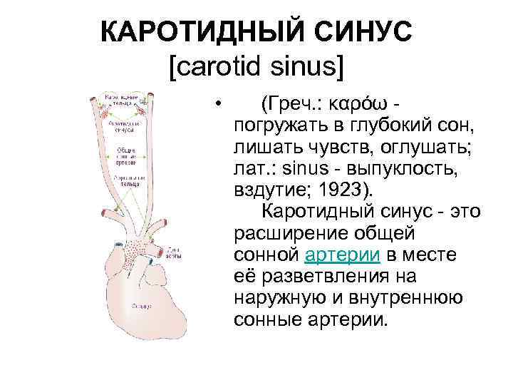 КАРОТИДНЫЙ СИНУС [carotid sinus] • (Греч. : καρόω погружать в глубокий сон, лишать чувств,
