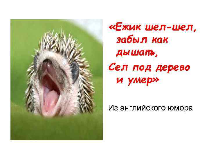  «Ежик шел-шел, забыл как дышать, Сел под дерево и умер» Из английского юмора