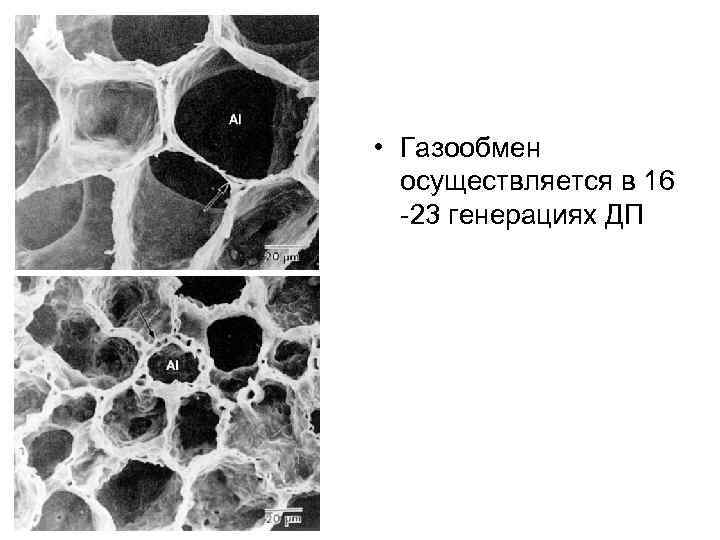  • Газообмен осуществляется в 16 23 генерациях ДП 