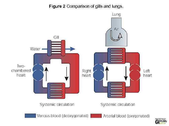 Figure 2 Comparison of gills and lungs. GI Motility online (May 2006) | doi: