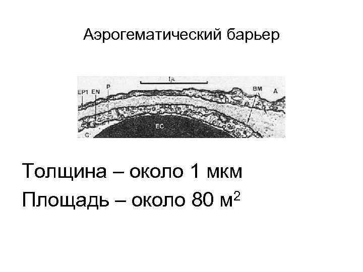 Аэрогематический барьер Толщина – около 1 мкм Площадь – около 80 м 2 