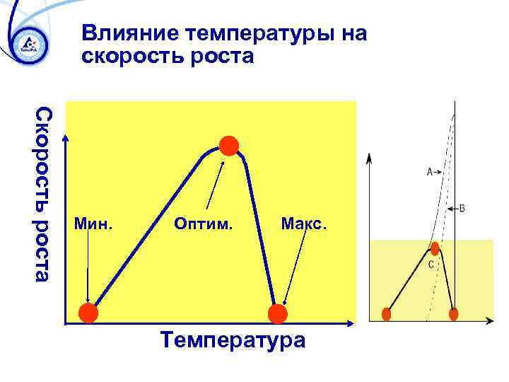 Влияние температуры на скорость роста Скорость роста Мин. Оптим. Макс. Температура 