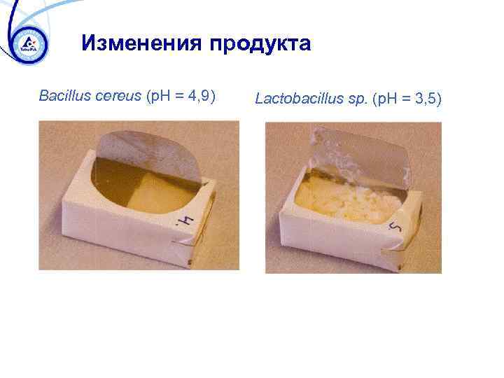 Изменения продукта Bacillus cereus (p. H = 4, 9) Lactobacillus sp. (p. H =