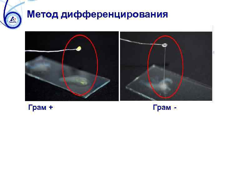 Метод дифференцирования Интерпретация результатов: Грам + Грам - 